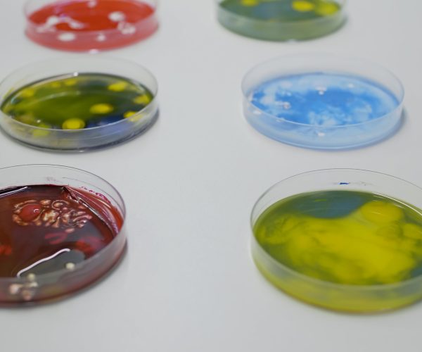 Close up of chemical petri dish on desk in science laboratory with organic bacteria to test sample of substance. Glass plate with colorful liquid prepared for biochemistry development